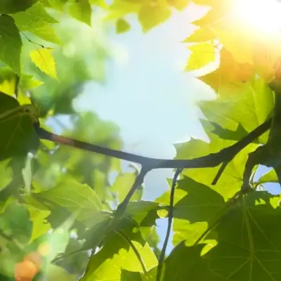 Bright sun spilling through green, orange, and yellow leaves of trees.
